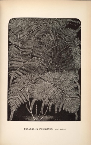 Asparagus plumosus, L'Illustration horticole 394 (1880)