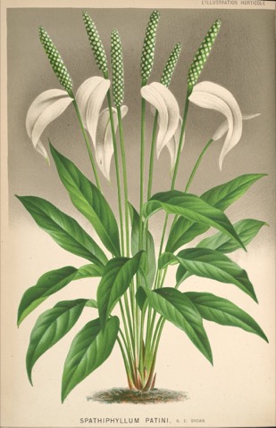 Spathiphyllum Patini, N. E. Brown, L'Illustration horticole Pl. CCCXCVII (1880)