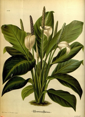 Spathiphyllum floribundum, L'Illustration horticole 159 (1874)