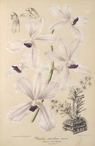 Vanda cœrulea, L'Illustration horticole  (1860)