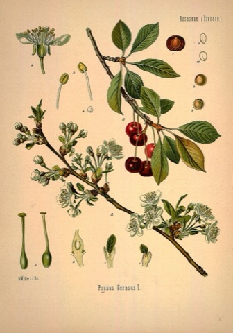 Prunus Cerasus, Köhler's Medizinal-Pflanzen 36 (1887)