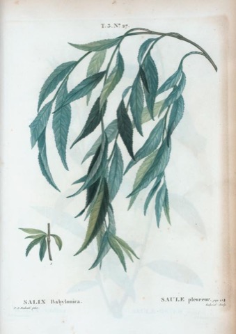 Salix Babylonica, Traité des arbres et arbustes que l'on cultive en France en pleine terre (nouvelle édition) No 27 (1800–1819)