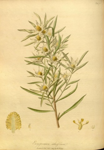 Euryspermum salicifolium, The Paradisus Londinensis Tab. 75 (1807)