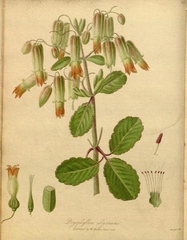 Bryophyllum calycinum, The Paradisus Londinensis Tab. 3 (1805)