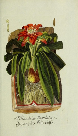 Tillandsia lingulata, Plantarum indigenarum et exoticarum icones ad vivum coloratae  (1789)