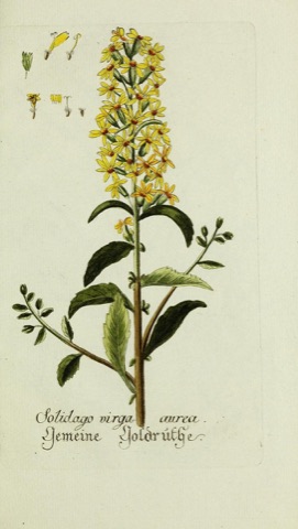 Solidago virga-aurea, Plantarum indigenarum et exoticarum icones ad vivum coloratae  (1790)