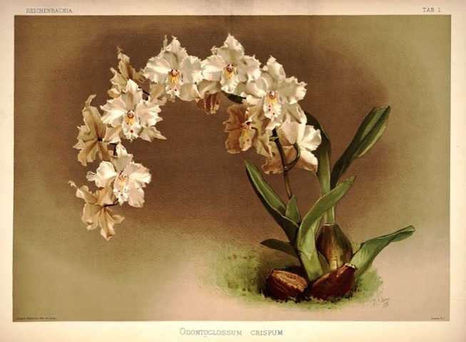 Odontoglossum crispum, Reichenbachia: Orchids Illustrated and Described Tab. 1 (1888)