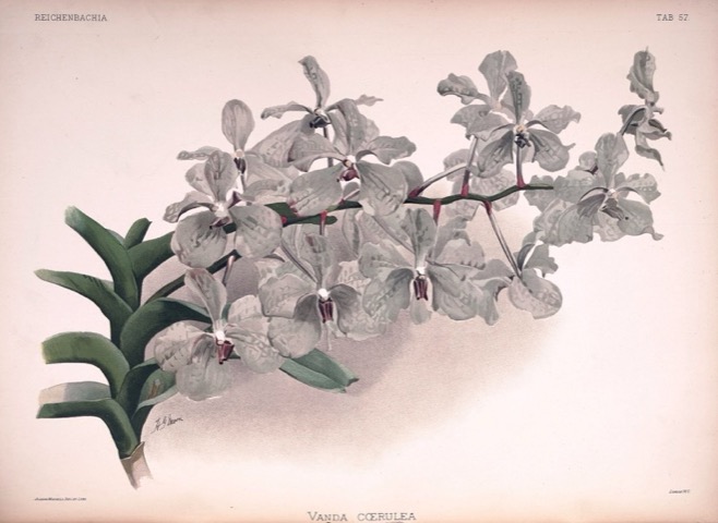 Vanda cœrulea, Reichenbachia: Orchids Illustrated and Described Tab. 57 (1890)