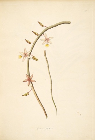 Limodorum aphyllum, Plants of the Coast of Coromandel 41 (1795)