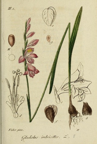 Gladiolus imbricatus, Deutschlands Flora in Abbildungen  (1830)