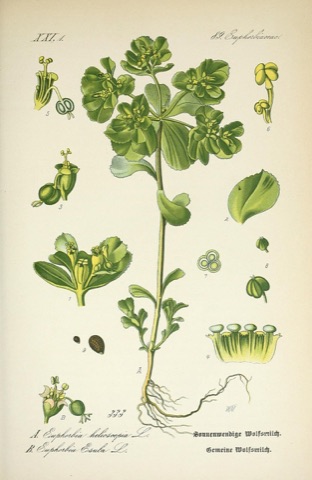 Euphorbia helioscopia, Flora von Deutschland, Österreich und der Schweiz 333 (1888)