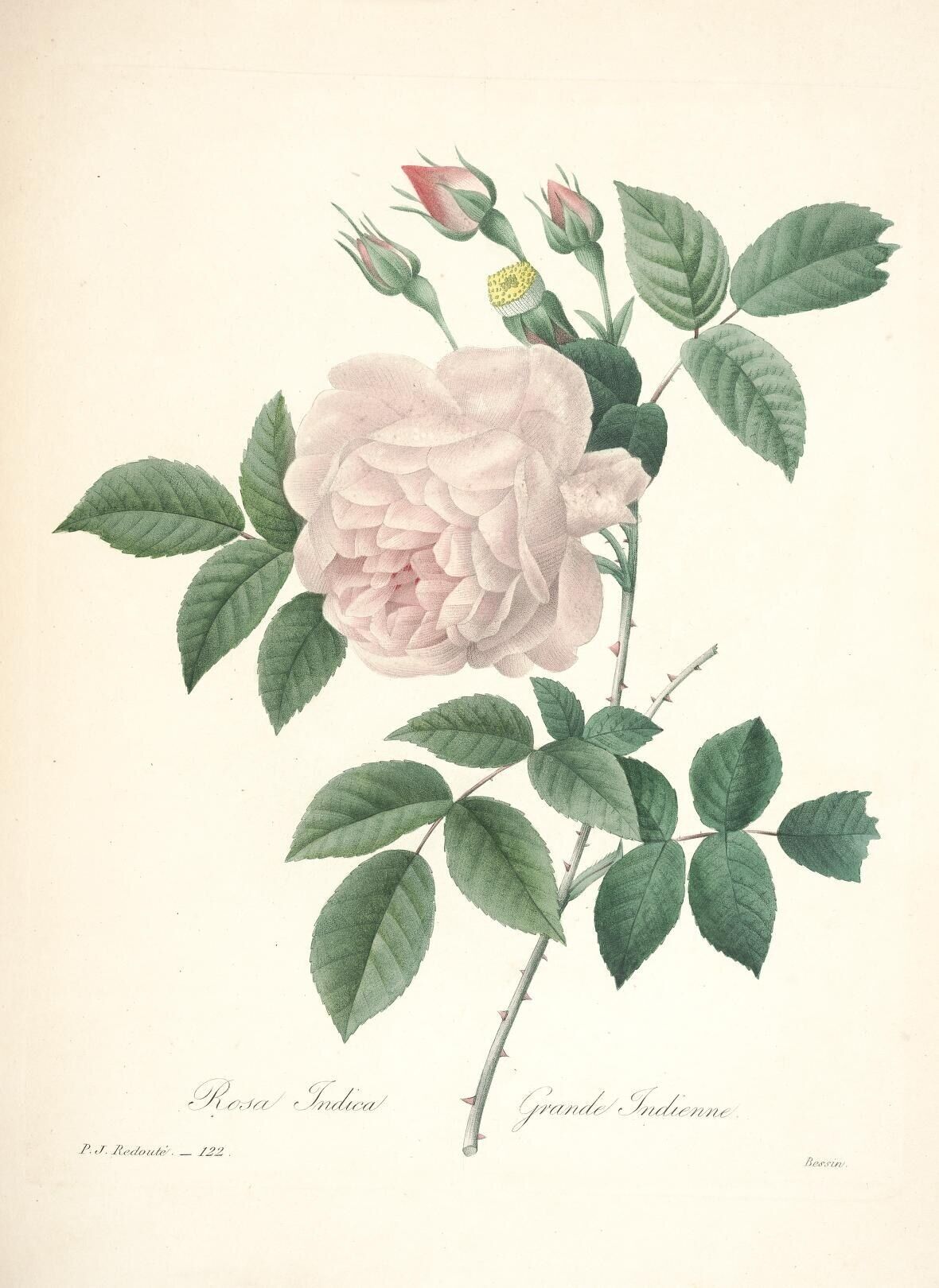 Redouté《Choix des plus belles fleurs》第 122 图 · Rosa Indica（Grande Indienne），Bessin 刻