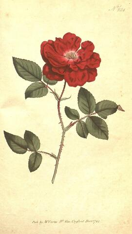 Rosa semperflorens(正文), Curtis's Botanical Magazine 284 (1794)