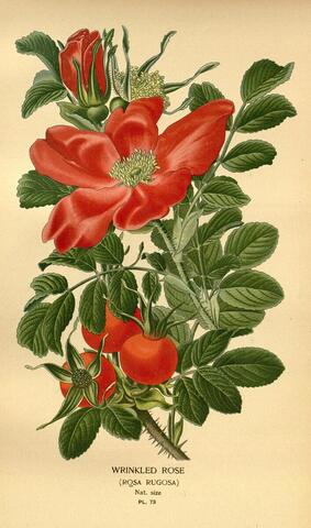 Rosa rugosa(Wrinkled Rose), Favourite Flowers of Garden and Greenhouse Pl. 73 (1896)