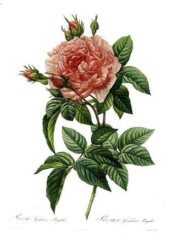 Rosa Gallica Regalis, Les Roses null (1817–1824)