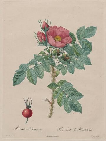Rosa Kamtschatica, Les Roses null (1817–1824)
