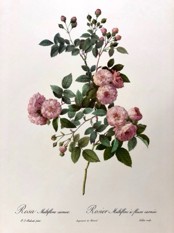 Rosa multiflora carnea, Les Roses  (1817–1824)