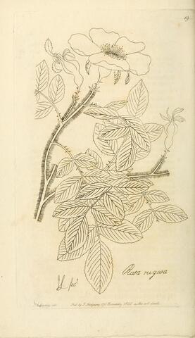 Rosa rugosa, Rosarum Monographia; or, A Botanical History of Roses 19 (1820)
