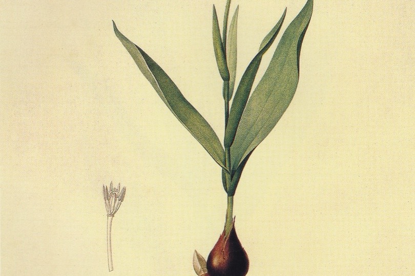 Redouté《Les Liliacées》第 111 图（1805）· Tulipa suaveolens（早花芳香郁金香）